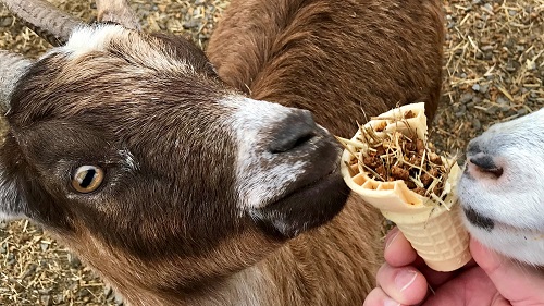goat_eating_ice_cream_cone – Center for Intellectual Property x